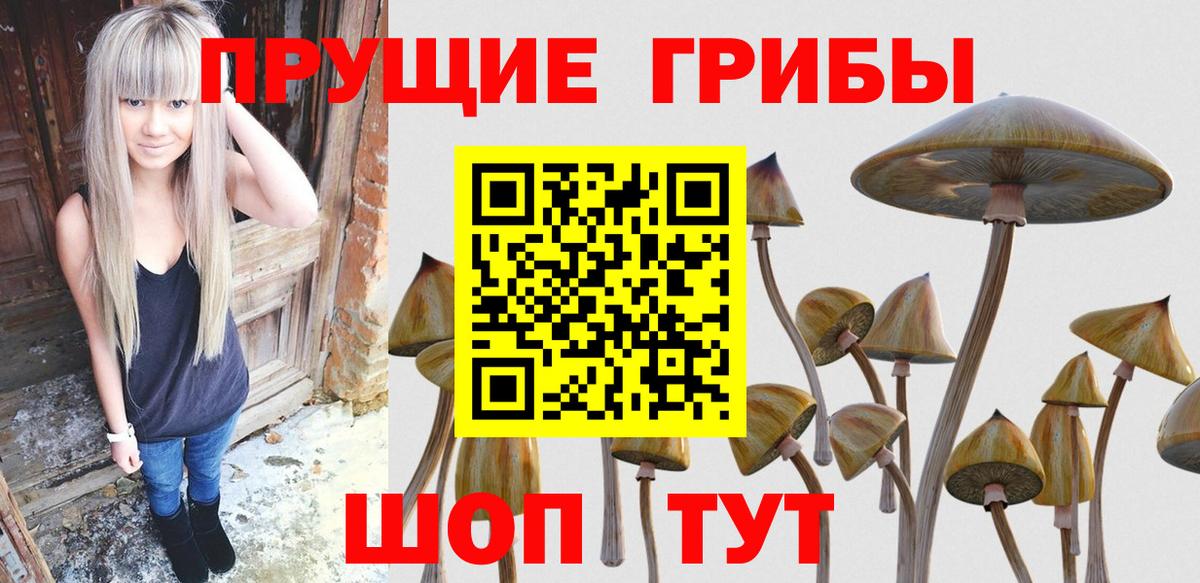 Псилоцибиновые грибы Psilocybe Можайск